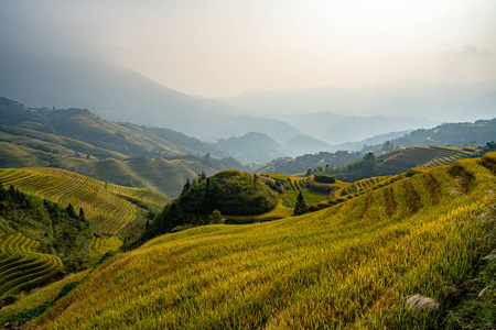 自然 种植园 农田 环境 植物区系 美丽的 亚洲 农场 大米