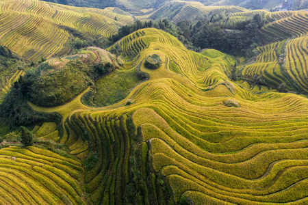 亚洲 梯田 天空 季节 风景 食物 环境 植物 山谷 农场