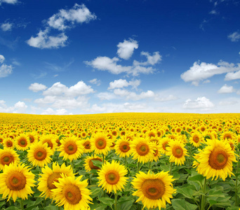 sunflowers field on sky 