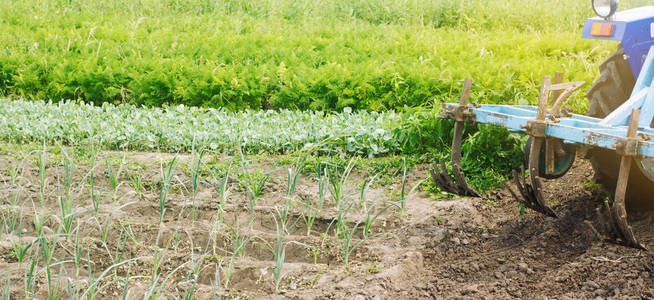 耕地.杂草防护.季节性农活.农作物.农业,农田.有机蔬菜.