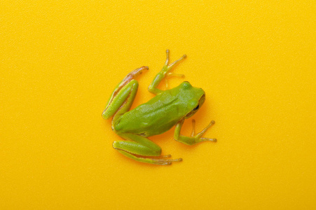 Green tree frog 