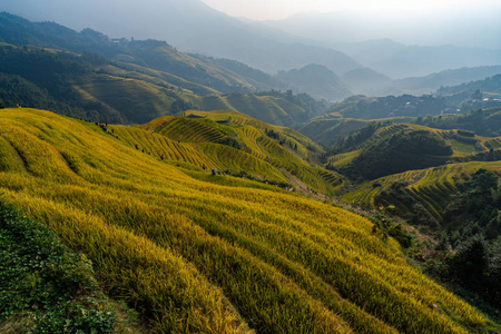 食物 天空 乡村 大米 种植园 农事 土地 山谷 美丽的