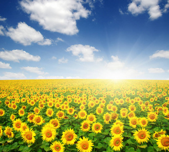 field of sunflowers 