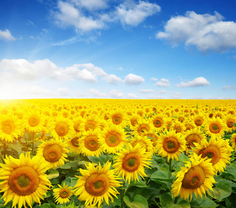 field of sunflowers 