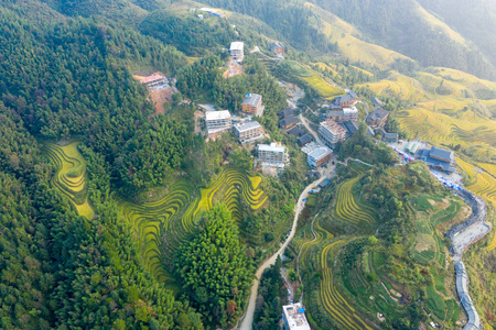 植物 领域 食物 天空 种植园 季节 大米 农事 农业 环境