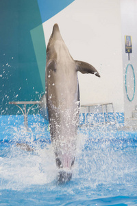 海豚在游泳池里表演图片