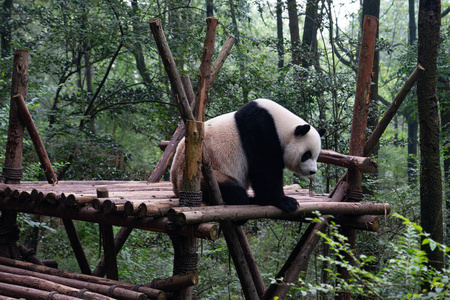 中国人 动物园 竹子 可爱的 林地 自然 环境 野生动物