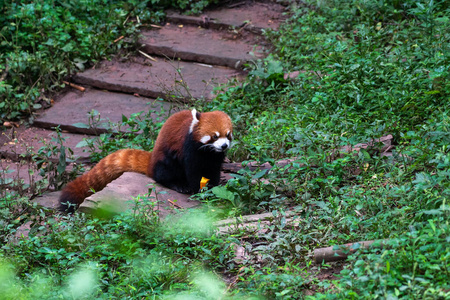 中国人 动物 竹子 毛皮 公园 哺乳动物 瓷器 森林 有趣的