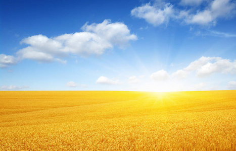 与阳光明亮的领域图片