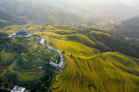 乡村 植物 农事 大米 土地 农场 风景 山谷 领域 植物区系