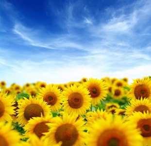 field of blooming sunflowers 