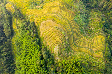 乡村 旅行 农事 环境 土地 农场 季节 农田 大米 植物区系