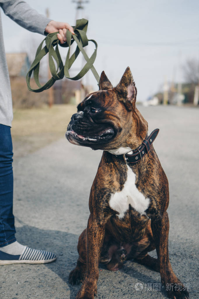纯种狗和主人一起散步拴着皮带的棕色大狗伸出舌头枪口特写镜头替代