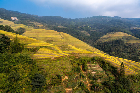 种植园 植物区系 食物 旅行 农场 风景 自然 植物 山谷