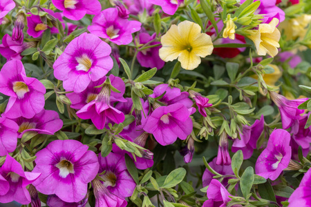 紫色 园艺 美女 矮牵牛 开花 植物区系 自然 粉红色 美丽的