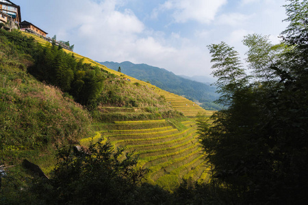 风景 美丽的 种植园 食物 季节 农场 大米 农事 植物区系