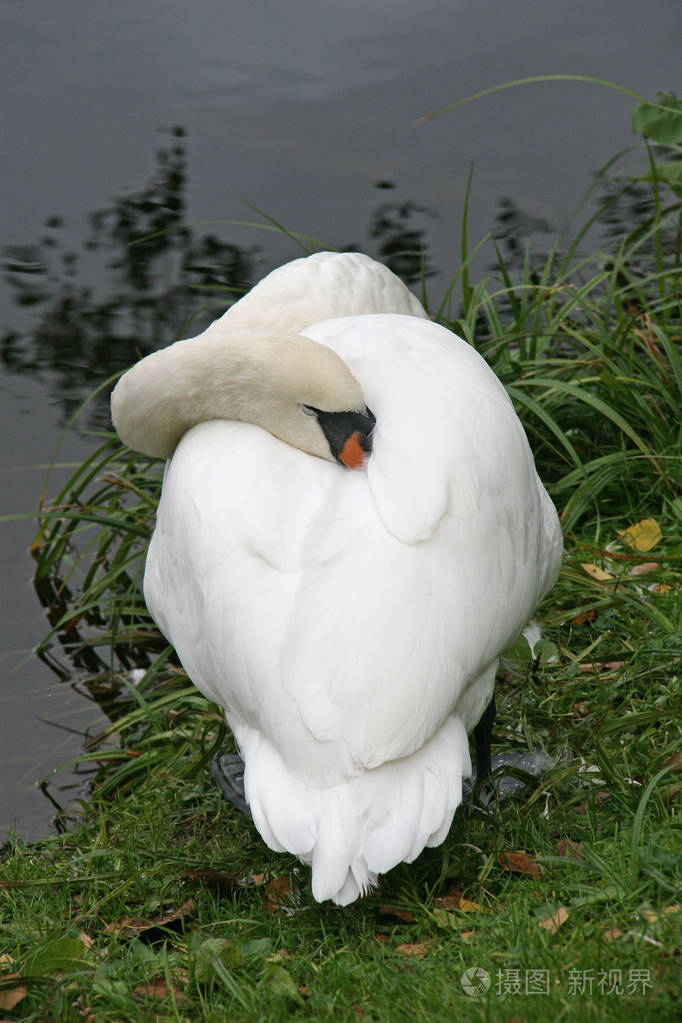 睡天鹅式照片-正版商用图片27xg1e-摄图新视界