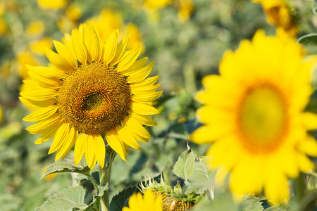 Beautiful sunflowers in spring field 