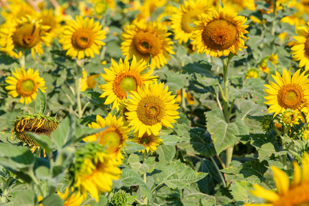 Beautiful sunflowers in spring field 