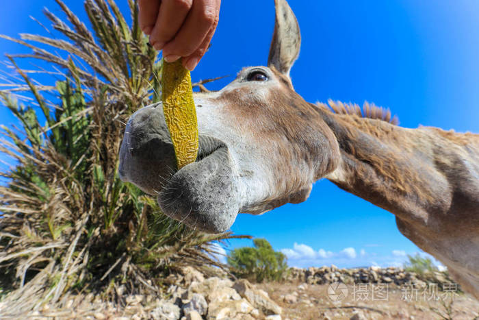 喂驴特写镜头
