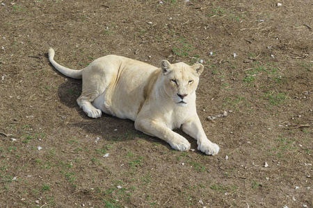 一只年老的白母狮躺在地上照片