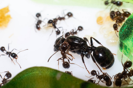 女王蚁图片 女王蚁素材 女王蚁插画 摄图新视界