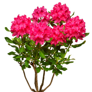 孤立的杜鹃花图片-孤立的杜鹃花素材-孤立的杜鹃花插画-摄图新视界