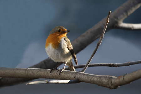野生动物 美女 分支 美丽的 动物群 冬天 鸣禽 春天 特写镜头