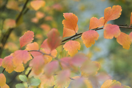  Fall background.Autumn leaves on the sun and blurred trees .