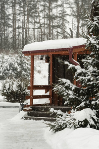 阳光 云杉 圣诞节 木材 旅行 冬天 天空 公园 风景 自然