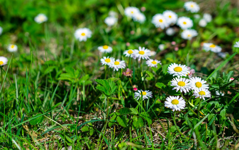 长在草地上图片