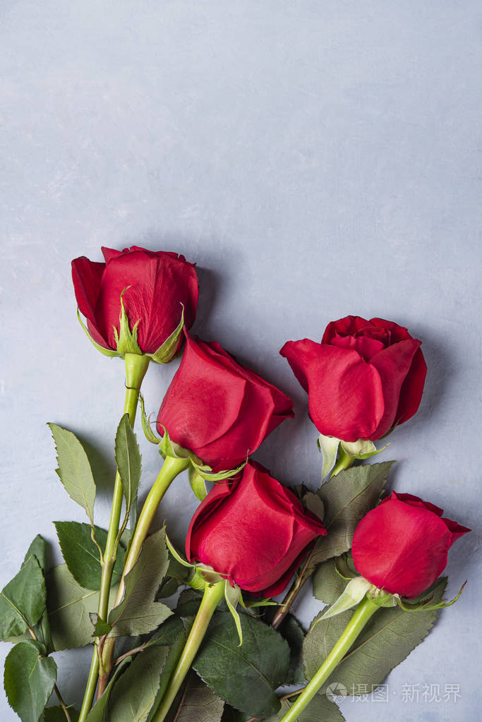 蓝色背景下的情人节上有一束美丽的红玫瑰