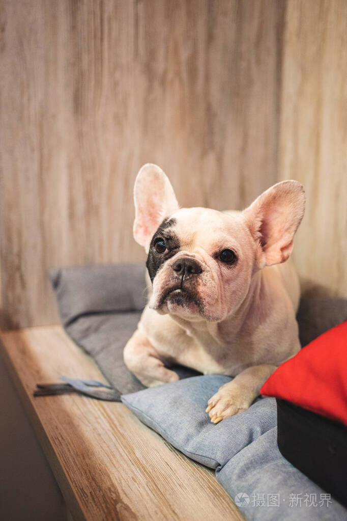 一只法国斗牛犬坐在街上