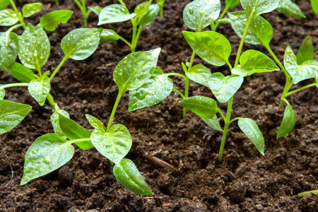 生长 污垢 自然 植物 地球 春天 蔬菜 发芽 食物 园艺