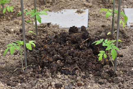 小番茄芽和一堆肥料和肥料，特写