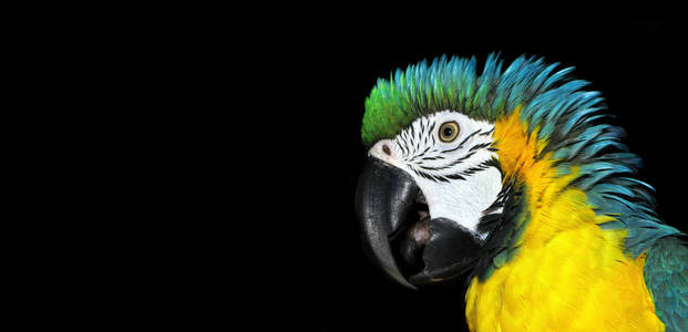 自然 美丽的 动物 刺耳的声音 肖像 金刚鹦鹉 动物园 可爱的