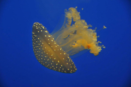 自然 水下 美丽的 水族馆 旅行 触须 野生动物 颜色 海的