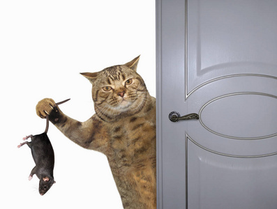 猫抓老鼠开门照片
