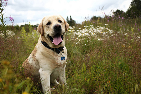 快乐的大狗在大自然的绿色草地上放松