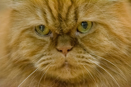 基蒂 宠物 小猫 络腮胡子 可爱的 猫科动物 毛茸茸的 眼睛