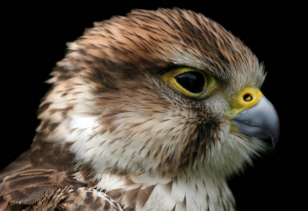 翅膀 驼峰 勃兰登堡 自然 镜像 动物 野生动物 自由 动物群