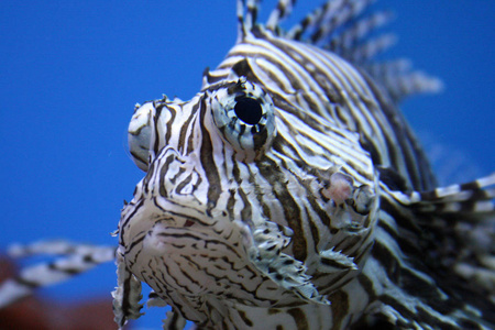 捕食者 潜水 动物 埃及 旅行 环境 海的 毒液 游泳 水下