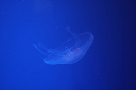 海洋 自然 潜水 水母 水下 动物 软体动物 海的 盐水
