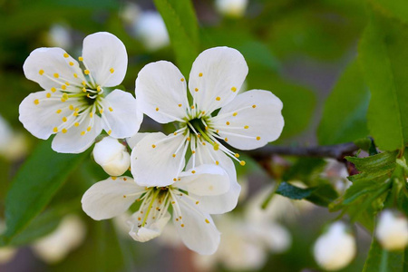 花的 季节 樱花 樱桃 公园 美丽的 天空 植物区系 日本人