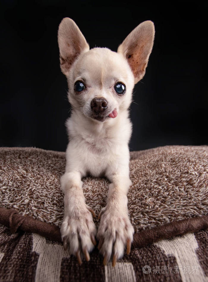 可爱的吉娃娃在摄影棚拍摄