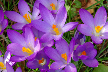 盛开 春天 植物 植物区系 花瓣 自然 花的 开花