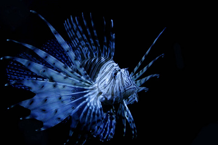 危险的 暗礁 水族馆 环境 美女 动物 游泳 海的 水下