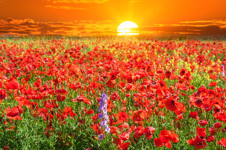 春天的景色,日出时的红色罂粟地.照片