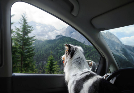 车里有条狗.带着宠物旅行.蓝色梅勒澳大利亚牧羊犬在驾驶.