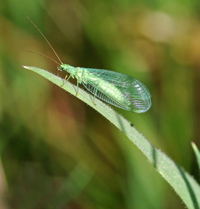 草地 环境 蚱蜢 野生动物 美女 动物 蜻蜓 颜色 自然